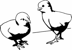 小鸡,家禽,鸡,公鸡,孵出来了,羽毛,鸡蛋