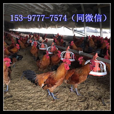 广元土鸡苗在哪里卖三黄鸡