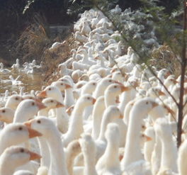 重庆鹅苗价格孙老三大型鹅苗孵化场价格 厂家 图片