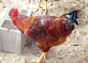 目前青腿麻鸡苗价格哪里有卖的