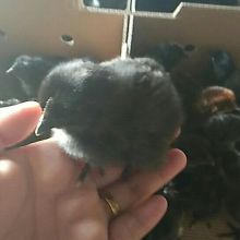 广汉中力家禽养殖有限责任公司