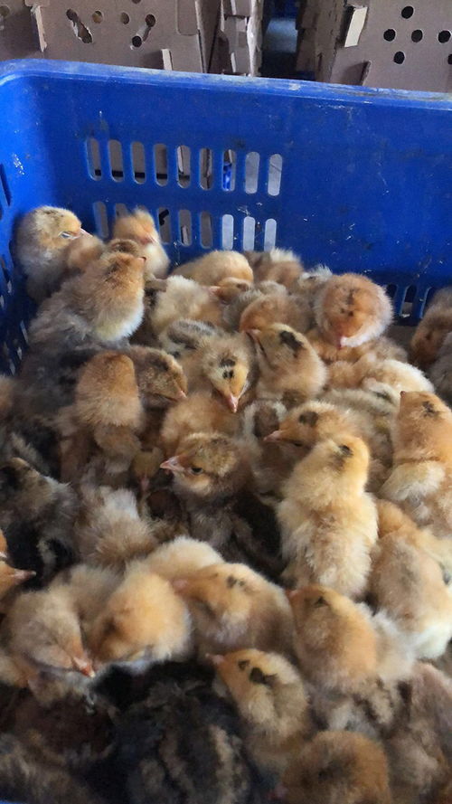 樱桃谷鸭苗多少钱一个 惠民禽业 茂名鸭苗多少钱一个