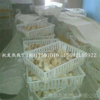 大量供应安卡红鸡种苗优良品种高存活率 孵化场直销