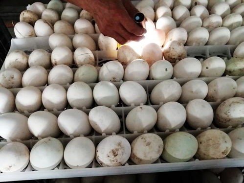 走访山口和沙田,山沙联谊会发现家乡超多亮点,要助推乡村振兴