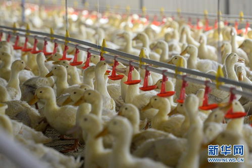 北京烤鸭里的和田味道