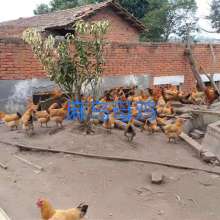 广汉中力家禽养殖有限责任公司