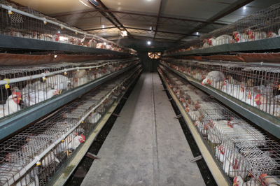 巷道镇:小家禽孵化大产业 &ldquo;土鸡&rdquo;变身&ldquo;金凤凰&rdquo;