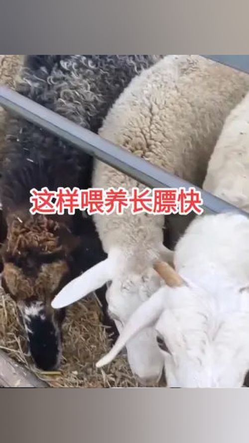 畜牧业 科学喂养 养殖小妙招 家禽养殖 水产技术