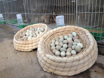 山东曹县王泽铺一两重芦丁鸡孵化出千万财富