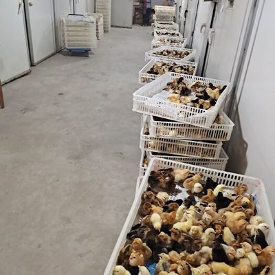 河南土鸡苗河南土鸡苗供应_河南土鸡苗价格