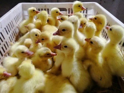 东北鹅苗 品种大白鹅 浙东鹅苗价格 广西鹅苗孵化基地 大种鹅苗一只