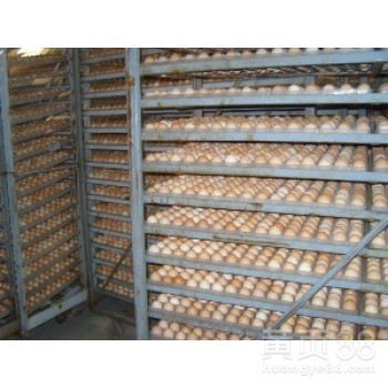 齐齐哈尔孵化场/大庆诚成孵化场sell/大庆孵化场大庆鸡雏苗孵化场