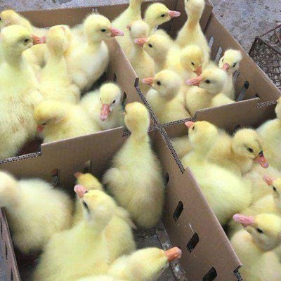 鹅苗养殖 云南普洱乡村创业项目 龙发家禽孵化场