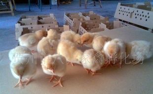 主营产品_贺州市八步家禽孵化场