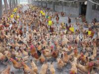 【家禽】_第1页_涟水县朱从权家禽孵化场