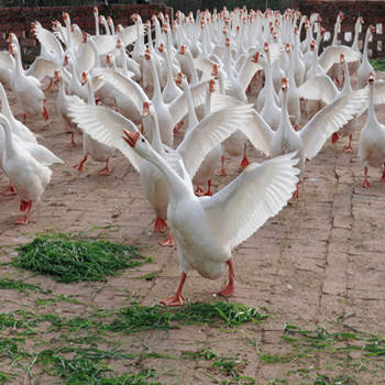 种鹅苗报价 厂家