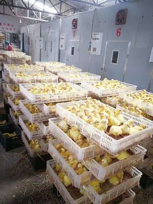 其他畜牧业副产品 河南鹅苗养殖基地_鹅苗批发