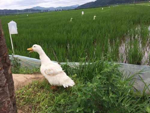 10年养鸭大户告诉你,怎样才能养好鸭子