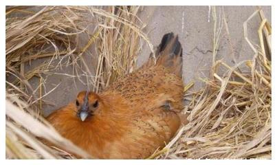 农村大叔在野外捡回几颗蛋,蛋被孵化后,邻居一看拿起手机让报警