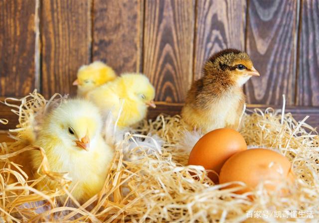 养殖家禽:孵小鸡,用这个方法,孵化率更高!
