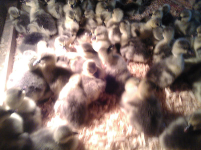 广西南宁孵化场红头鸭苗、广西家禽麻鸭苗