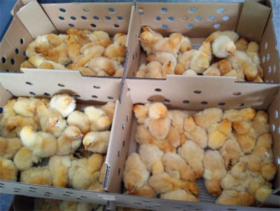 枣阳市畅群家禽孵化场