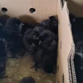 湖南衡阳衡南县宏大家禽孵化场鸡苗