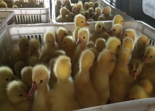 襄阳鹅苗批发品牌企业