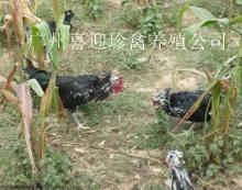 如东县富源家禽孵化厂_世界工厂网全球企业库