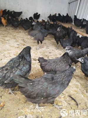 纯种绿壳蛋鸡苗,脱温五黑鸡苗,全国发货,运输包活