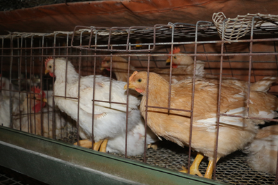 巷道镇:小家禽孵化大产业 “土鸡”变身“金凤凰”