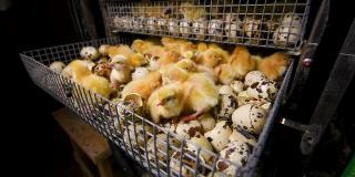 在家禽养殖场的孵化器中孵化鸡和鹌鹑。