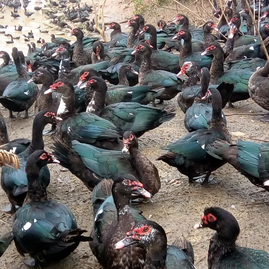 广西南宁西乡塘区顺胜牧业家禽孵化鸭苗