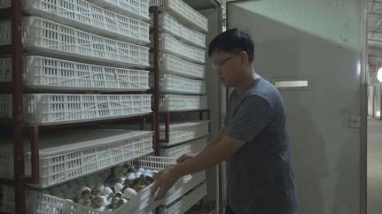 小鸭蛋 孵 出美好生活