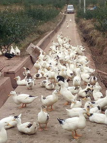 成都白羽肉鸭鸭苗 鸭苗孵化基地直批品质有保证