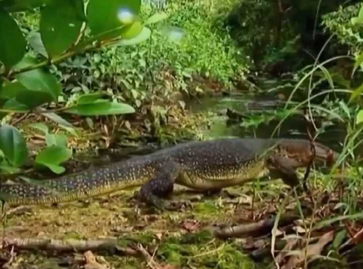 我国也有巨蜥,消失十余年的五爪金龙又现身 能爬树会游泳善打斗