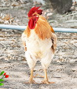 养殖技术 猪牛羊,家禽,水产,特种,宠物养殖技术大全 火爆畜牧招商网