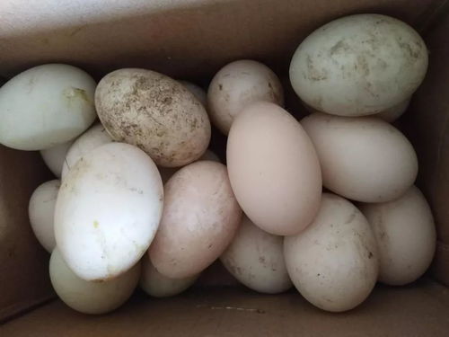 春节大事, 您无形中帮她, 她却在帮您