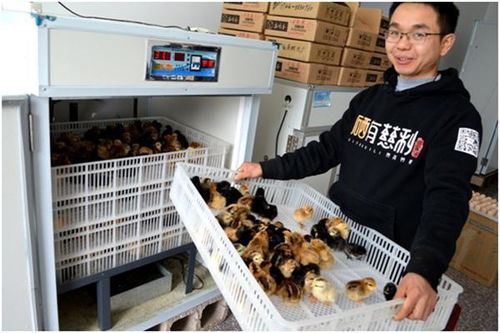 慈利 鸡妈妈 新年 孵化 新效益