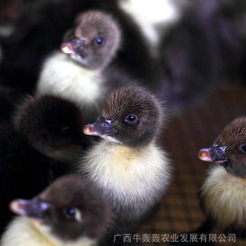 价格 厂家 中国供应商