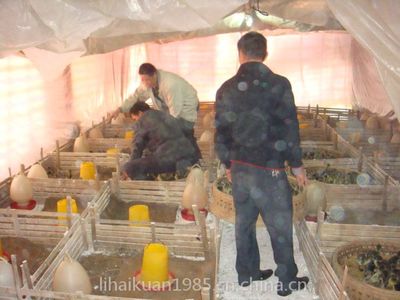 鸭苗孵化,鸭苗批发,鸭苗价格,河南鸭苗,黑金定鸭苗--南阳西洼家禽孵化场