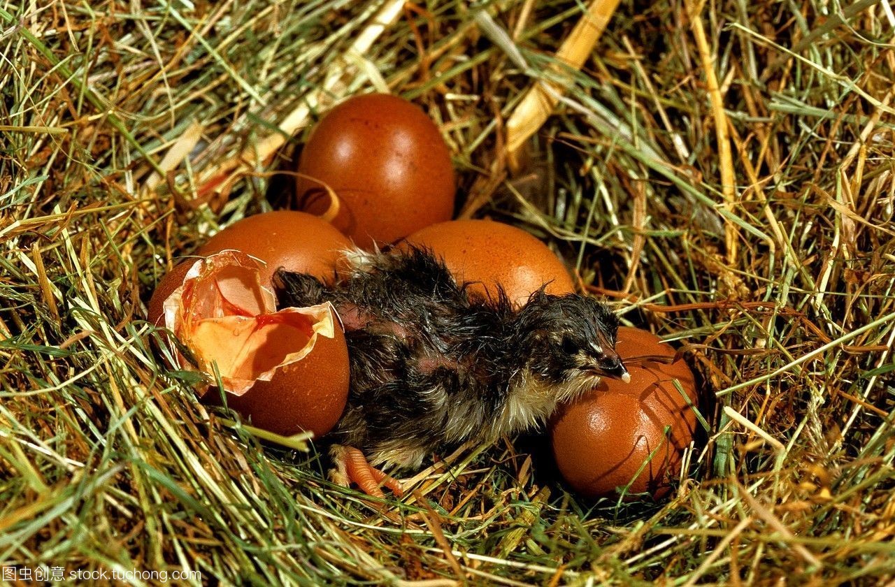 国内鸡小鸡孵化的蛋