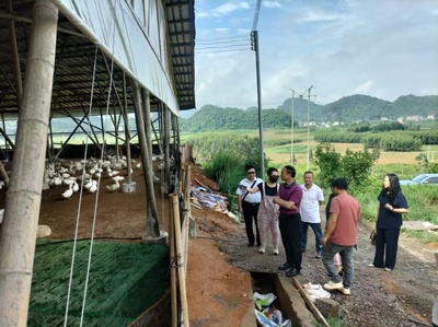 江永县政协调研家禽和肉鸽养殖发展情况