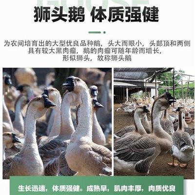 钦州狮头鹅苗批发 孵化养殖场 品质好饲养简单 龙发家禽