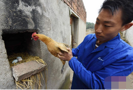三位90后小伙创业生态养鸡 年销售额逾600万