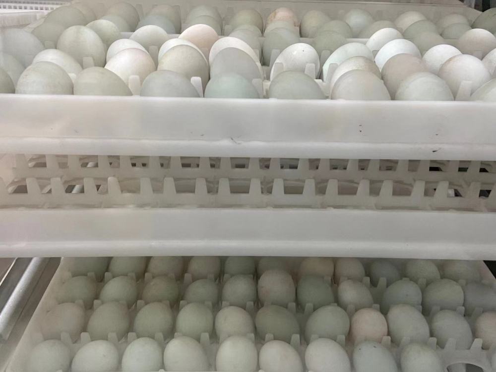 种菜、孵蛋都有高科技,华农“智慧小院”落成