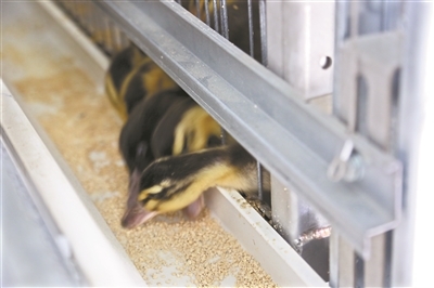 华农“智慧小院”落成 一站式体验农业黑科技