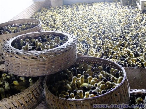 邱登军 充实头脑 引进设备 嬴得成功