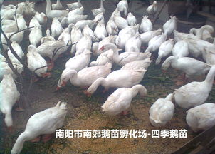宛城区四季鹅苗市场前景如何