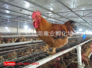 散养土鸡麻黄鸡苗孵化场直销 厂家批发新广882 全国配送k9